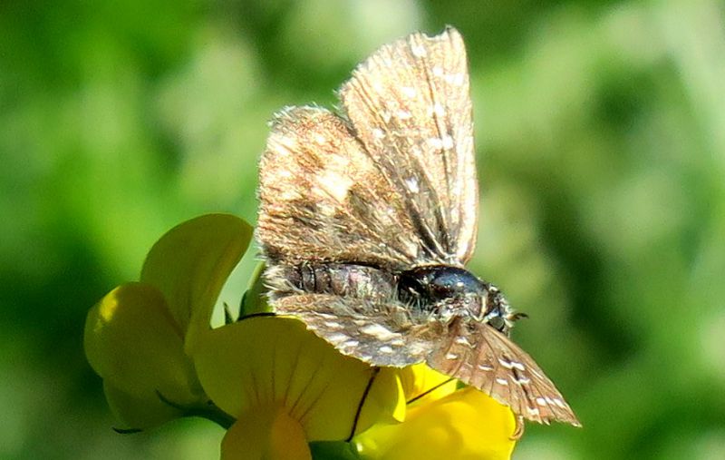 farfalla su un cespuglio: Pyrgus malvoides